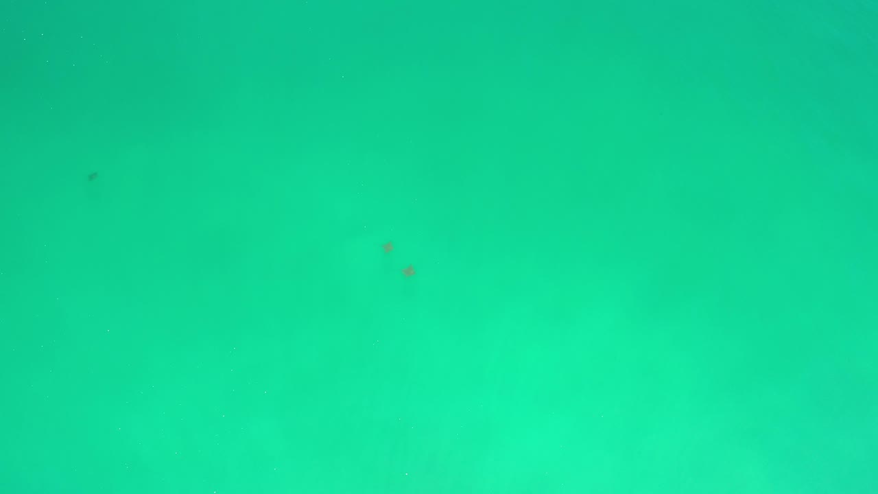 Turquoise green sea surface with small dark specks.