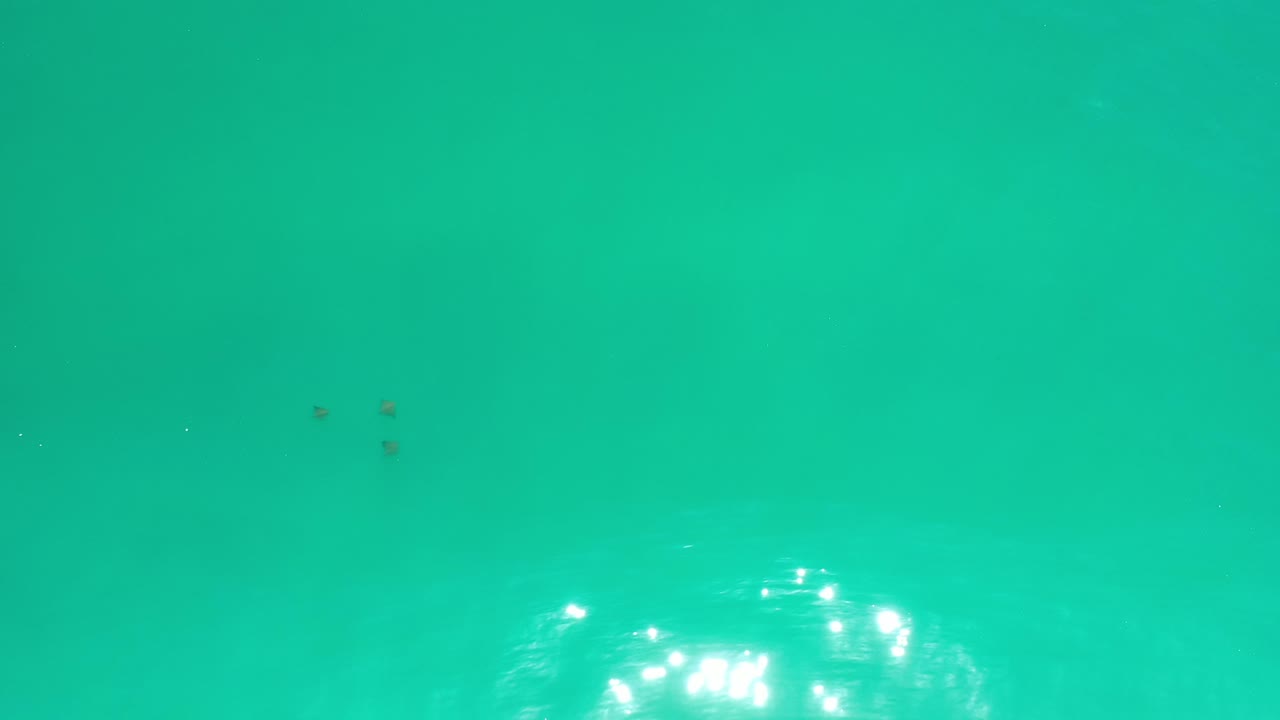 Three dark objects in ocean water with sun glare nearby