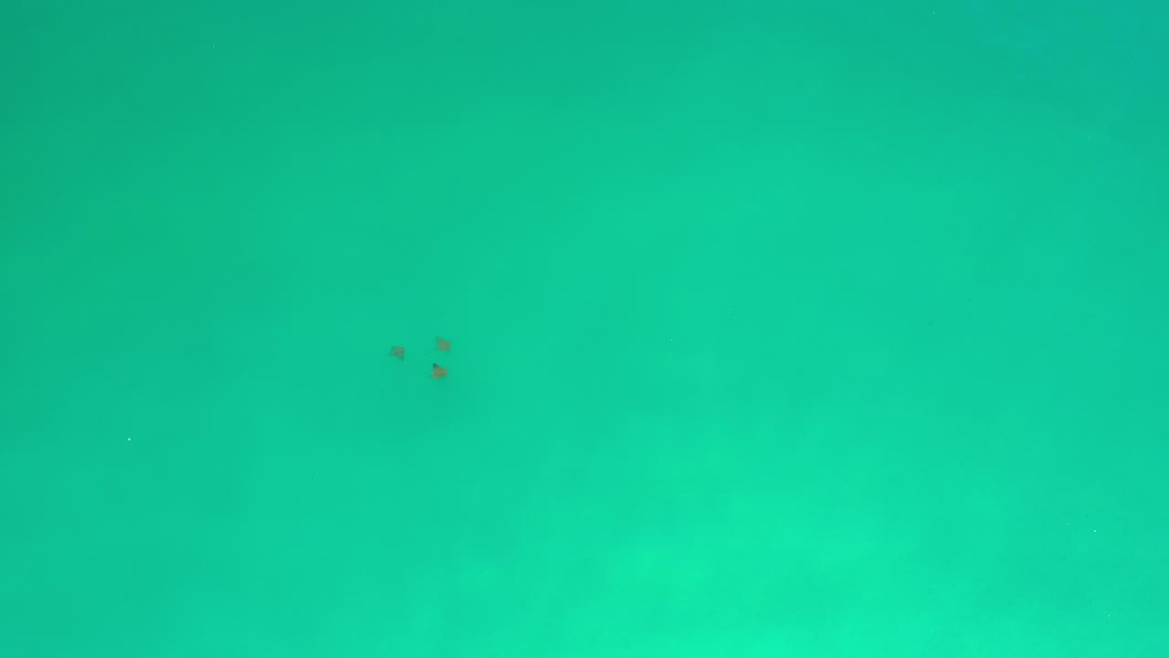 Small fish in green shallow seawater above a faint sandy bottom.