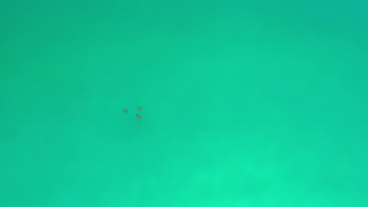A tiny cluster of fish sits near the top of an aquamarine underwater frame in Los Cabos, Mexico, with soft seabed texture showing through and no visible people.