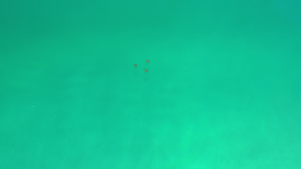 Overhead view of clear turquoise water in Los Cabos, Mexico, with a small cluster of dark fish near the upper left and no visible people.