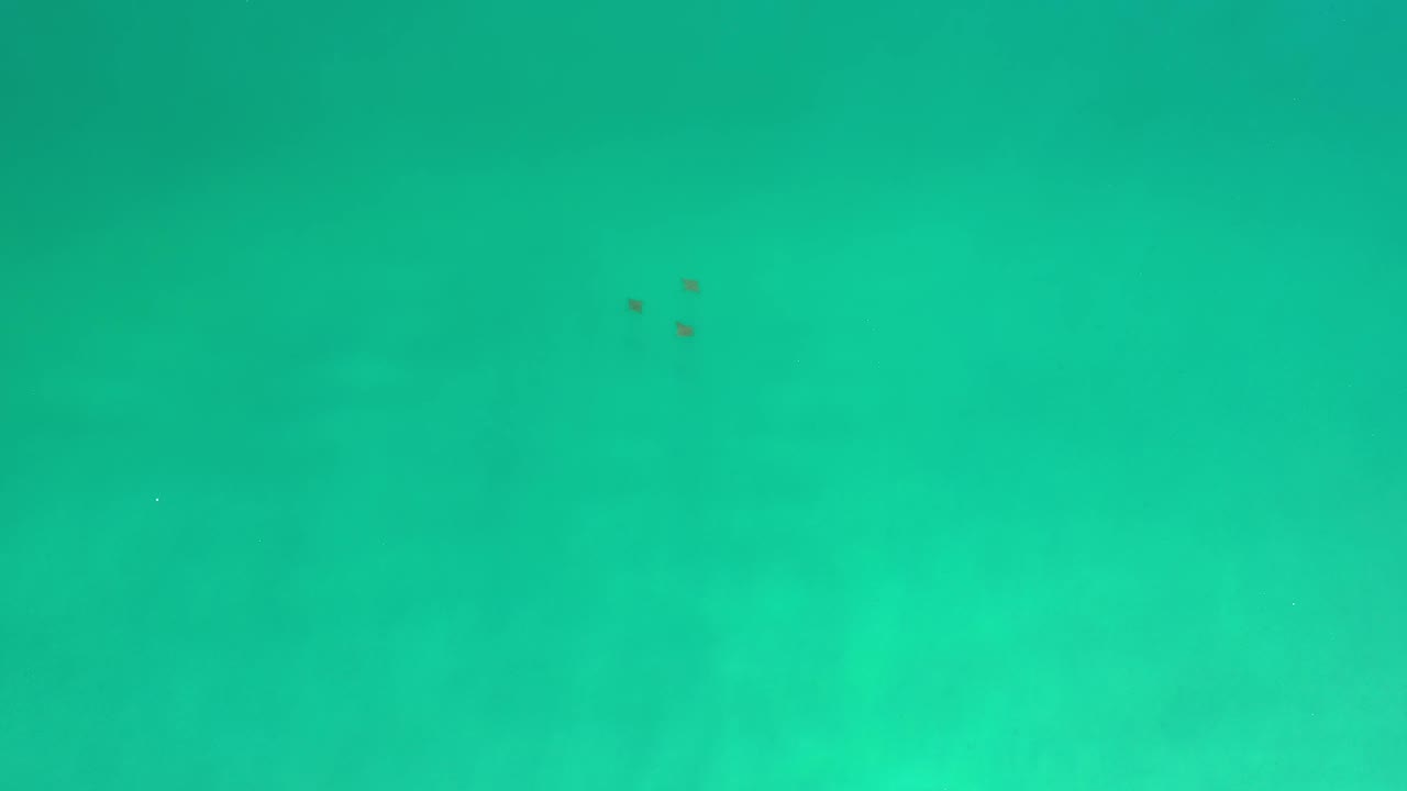 Clear green-blue water in Los Cabos, Mexico, with several tiny fish near the upper edge and faint seabed color changes below, no visible people.