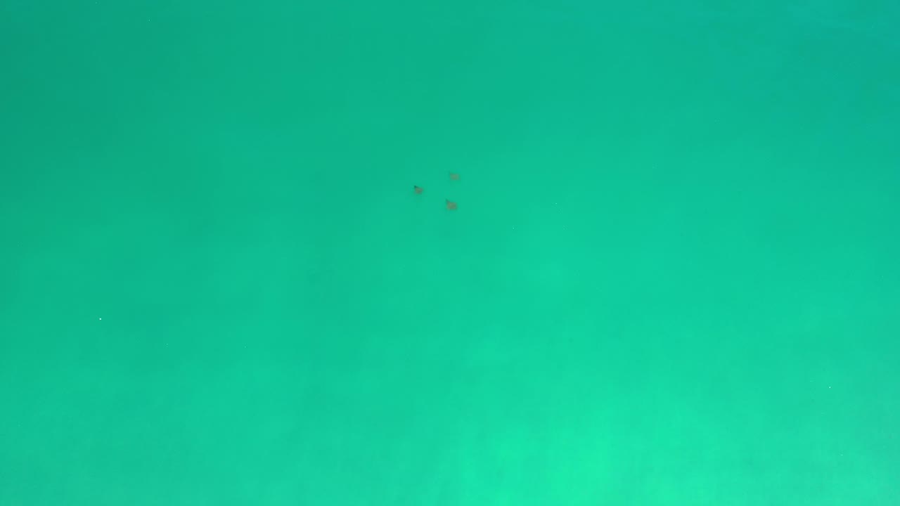 Turquoise water with small fish near the upper right.