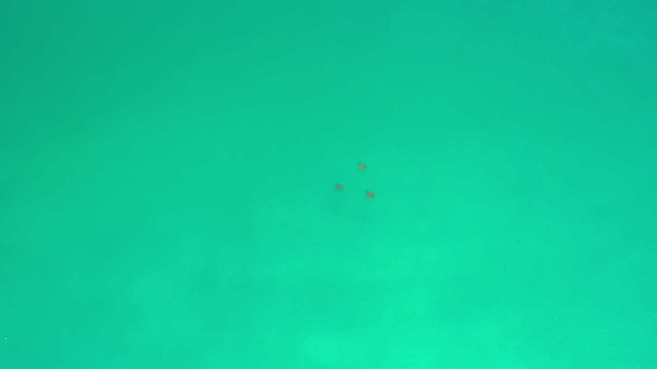 Overhead green ocean water in Los Cabos, Mexico with three small dark sea creatures near the upper center and no visible people.