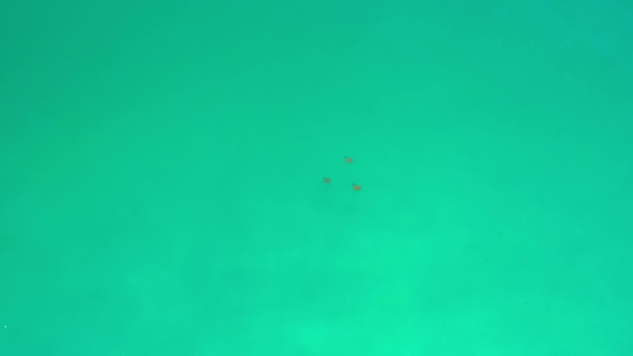Green ocean water in Los Cabos, Mexico with three small sea creatures clustered near the upper middle, surrounded by open water and no visible people.