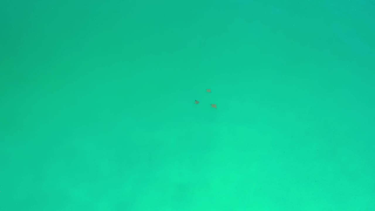 Three small dark sea creatures visible against bright green water