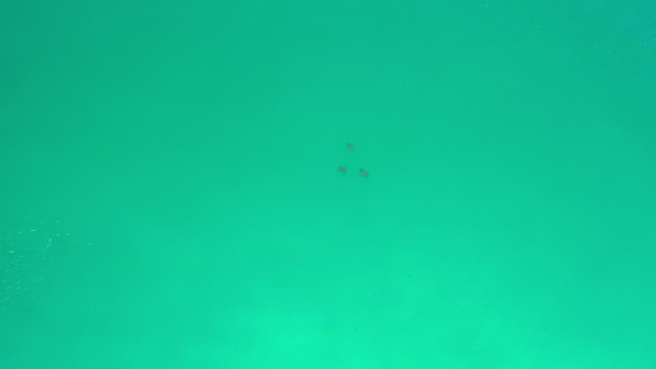 Blue-green underwater frame from Los Cabos, Mexico with a pale hazy bottom, faint dark marks in the distance, and no visible people.