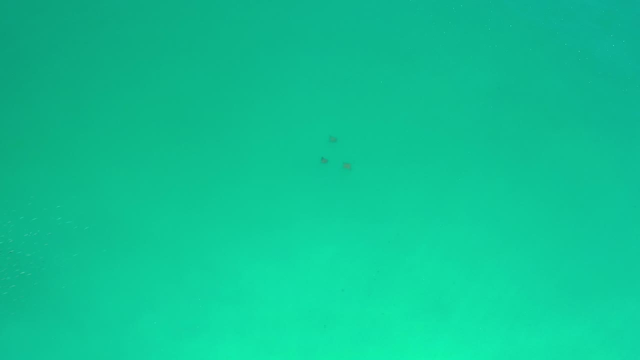 Underwater green-blue frame with distant dark specks.