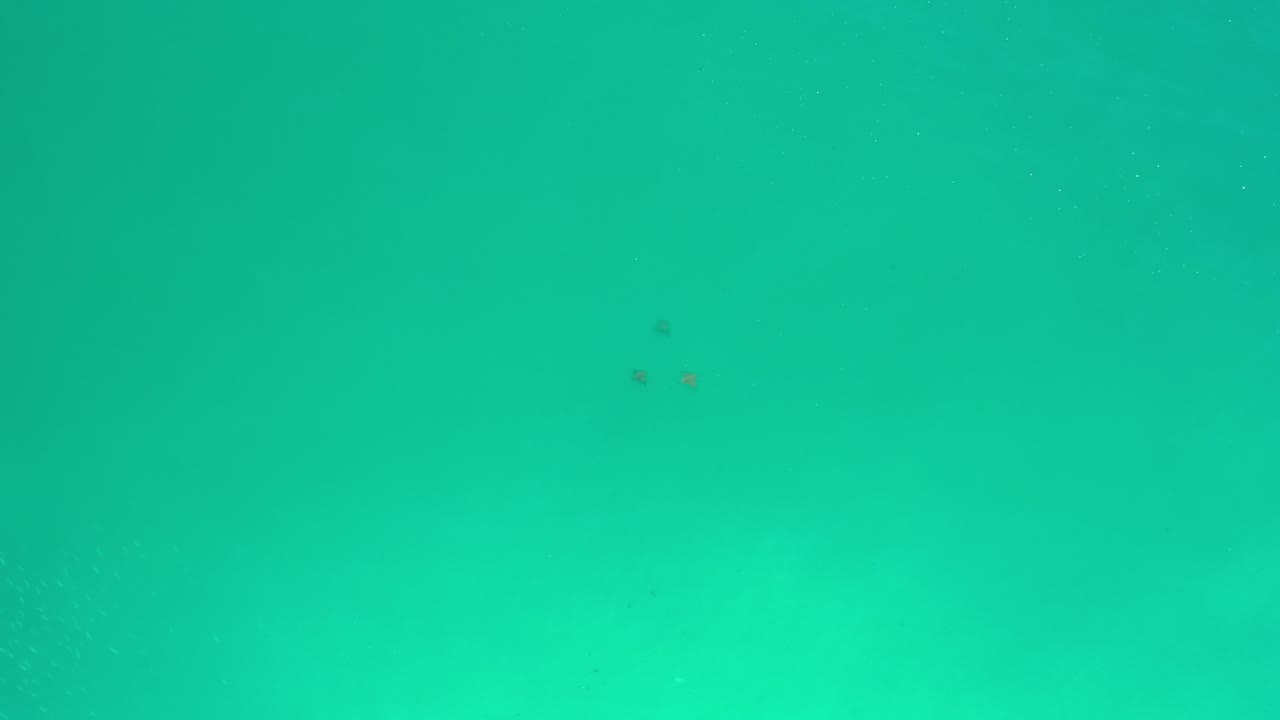 Turquoise water seen from above with tiny dark animal shapes