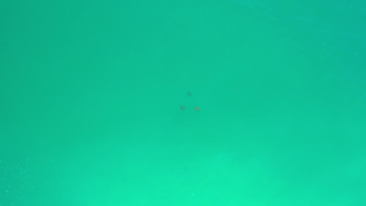 Aerial frame of Los Cabos turquoise water with soft underwater tonal changes, small dark animal shapes near the upper portion, and no visible people.