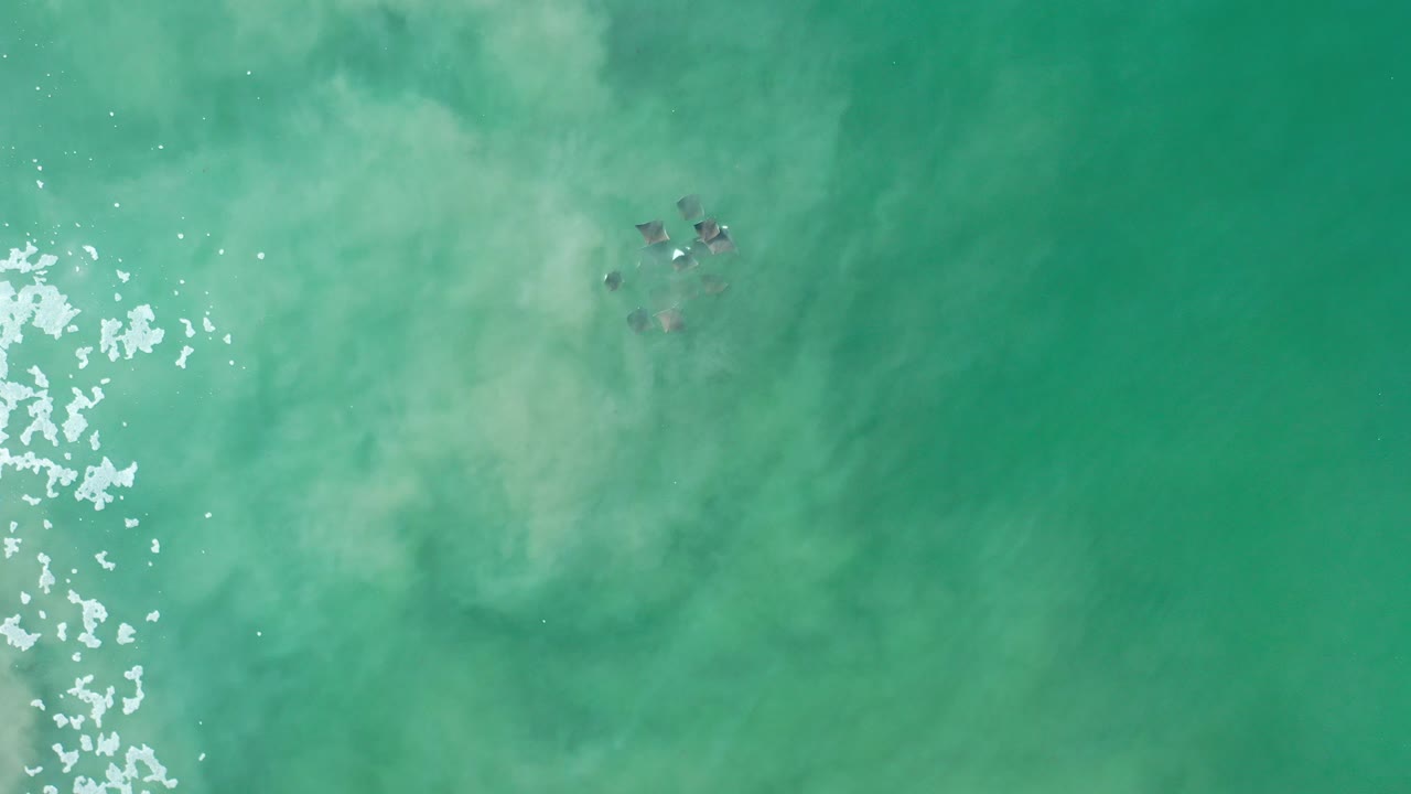 Overhead view of green ocean water near Los Cabos, Mexico, with white foam at the left edge and a small group of dark sea animals visible near the upper center, no visible people.