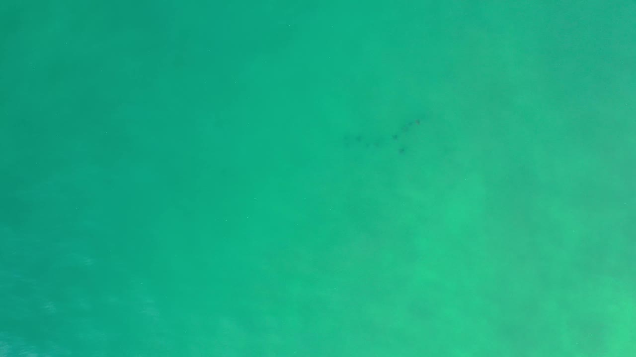 Submerged green water in Los Cabos, Mexico with faint dark specks suspended near the center and no visible people.