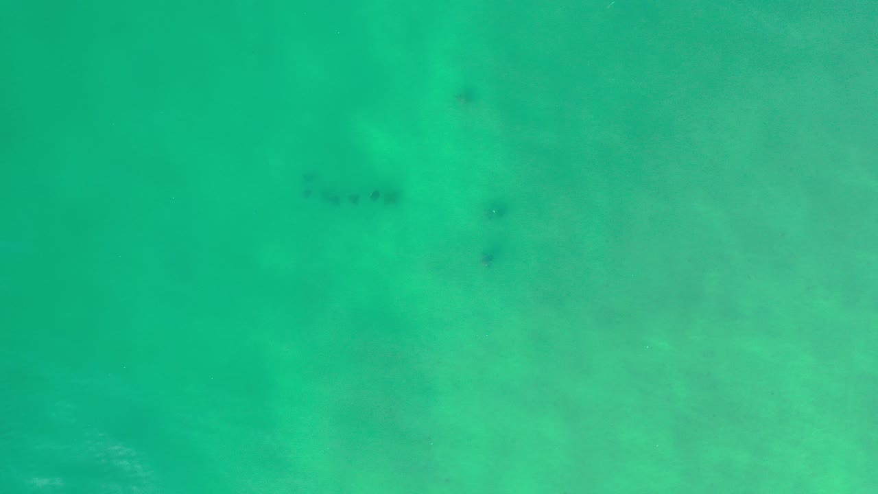 Overhead view of turquoise water in Los Cabos, Mexico, with small dark fish shapes near the upper part of the frame and no visible people.
