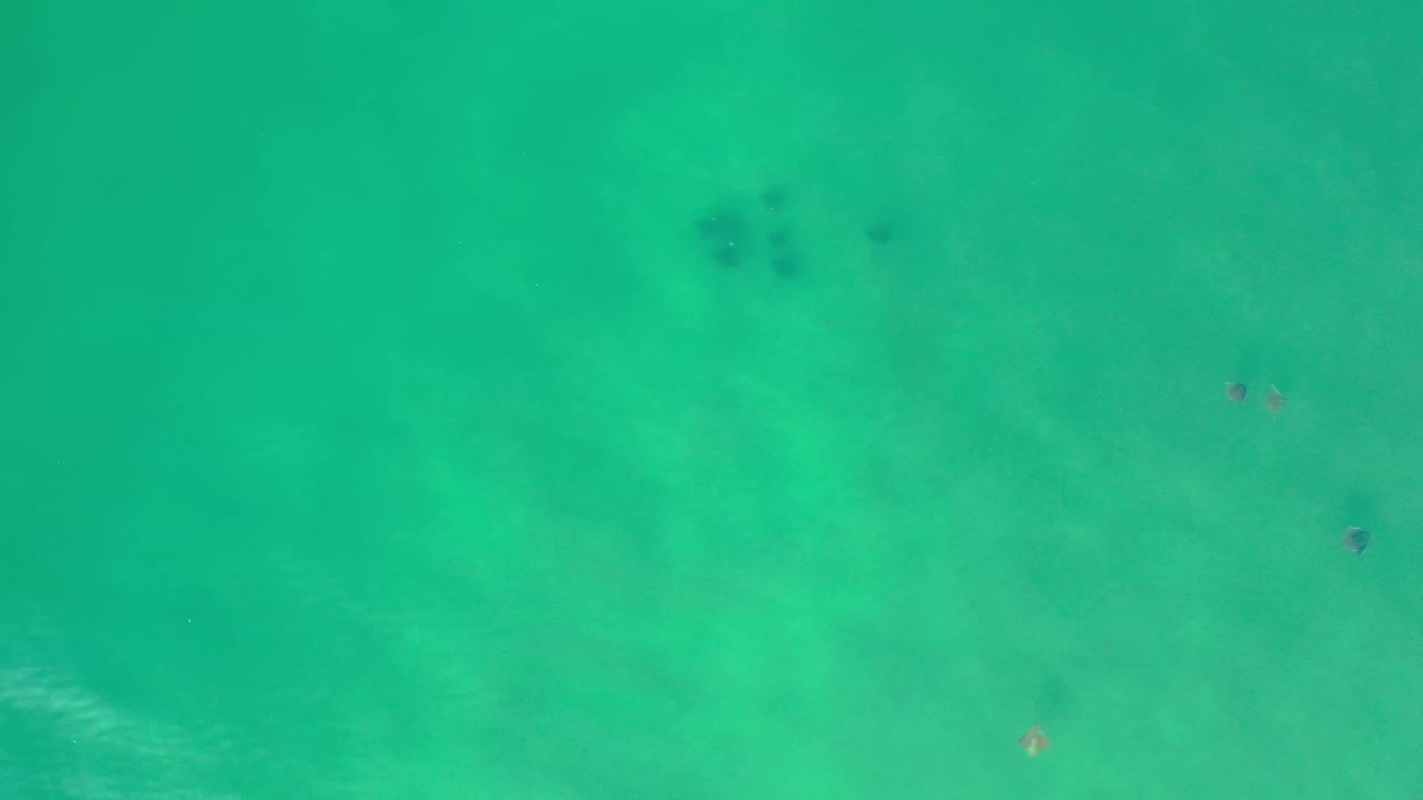Overhead frame of Los Cabos seawater with a pale sand floor, a loose cluster of dark fish shapes near the top, and no visible people.