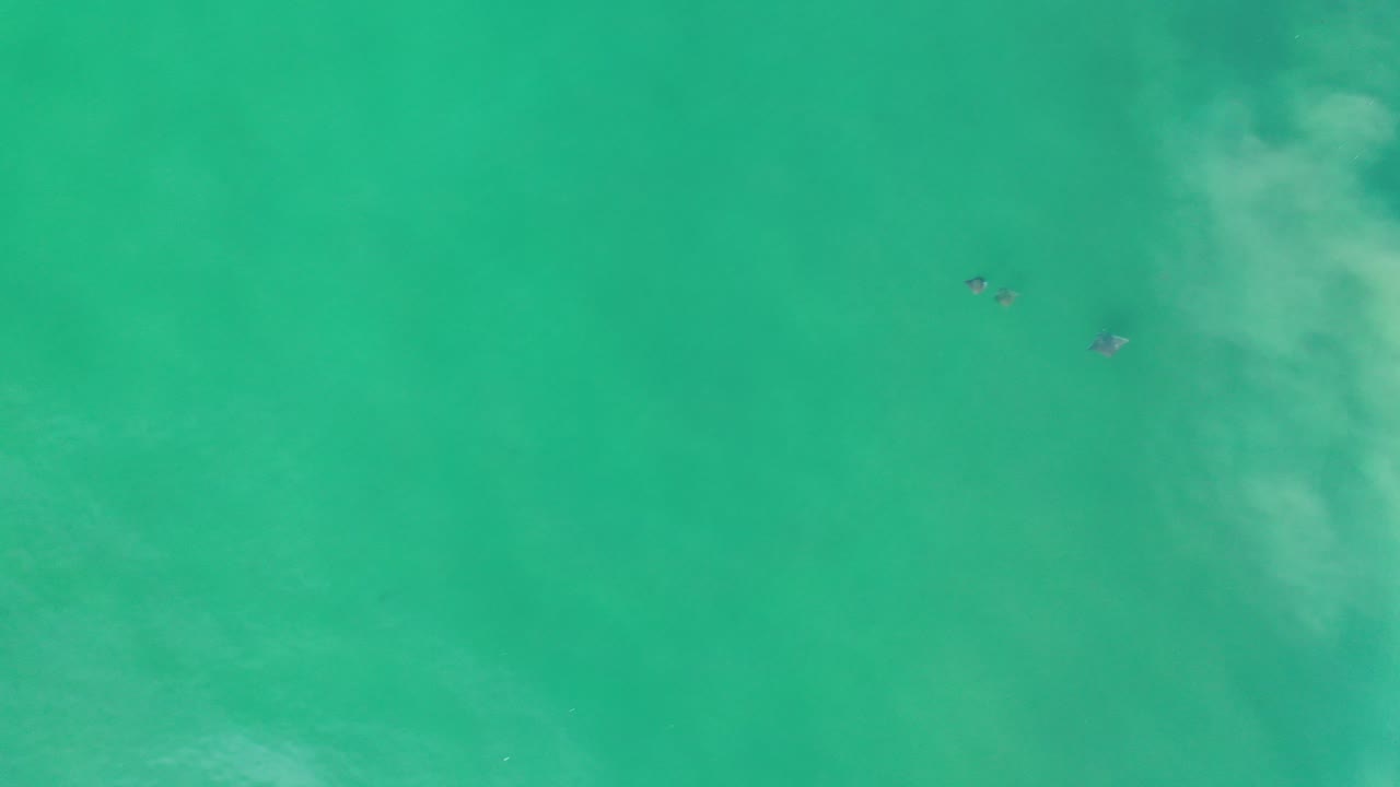 Overhead Los Cabos water view with three small dark animal-like shapes near the upper center, pale surf clouding at right, and no visible people.