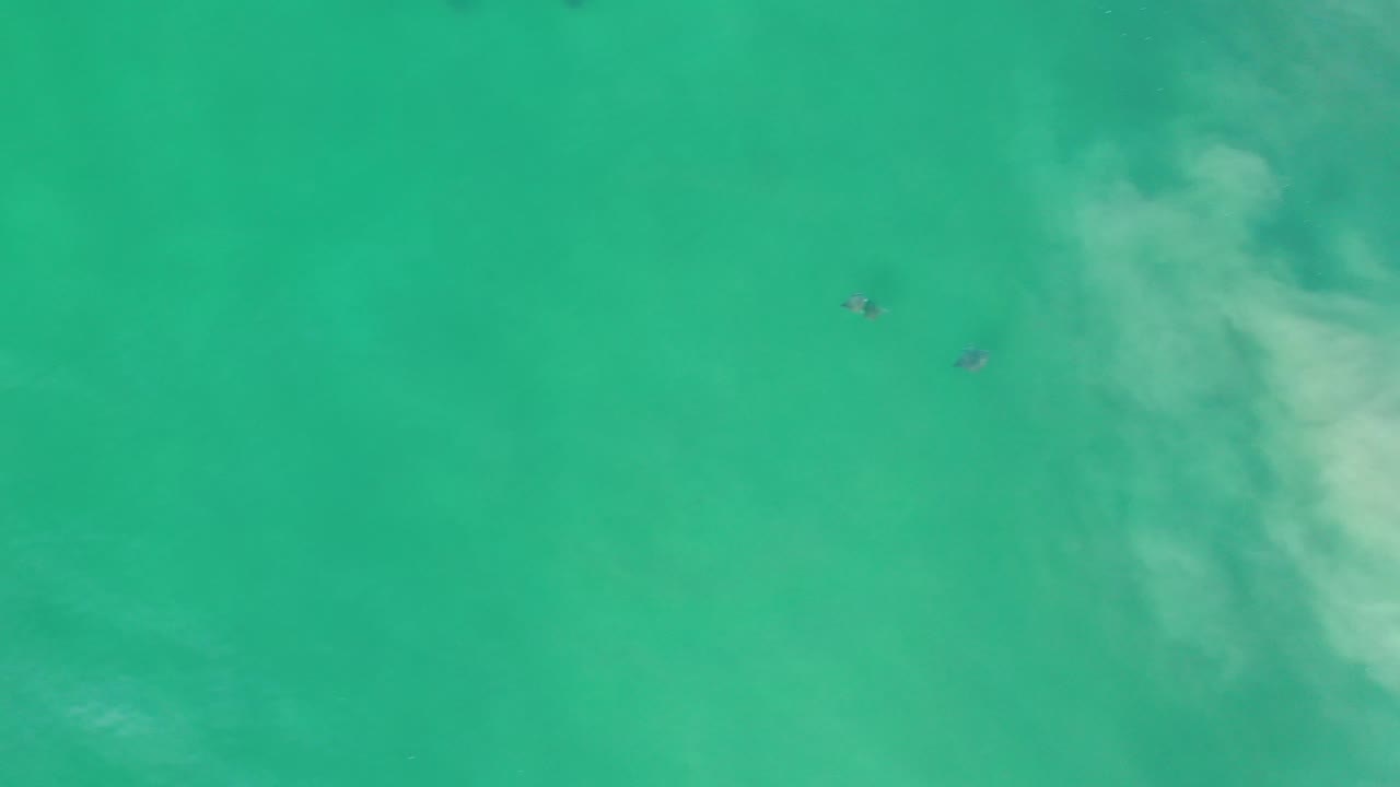 Green water with two to three dark shapes near a bright surf patch.