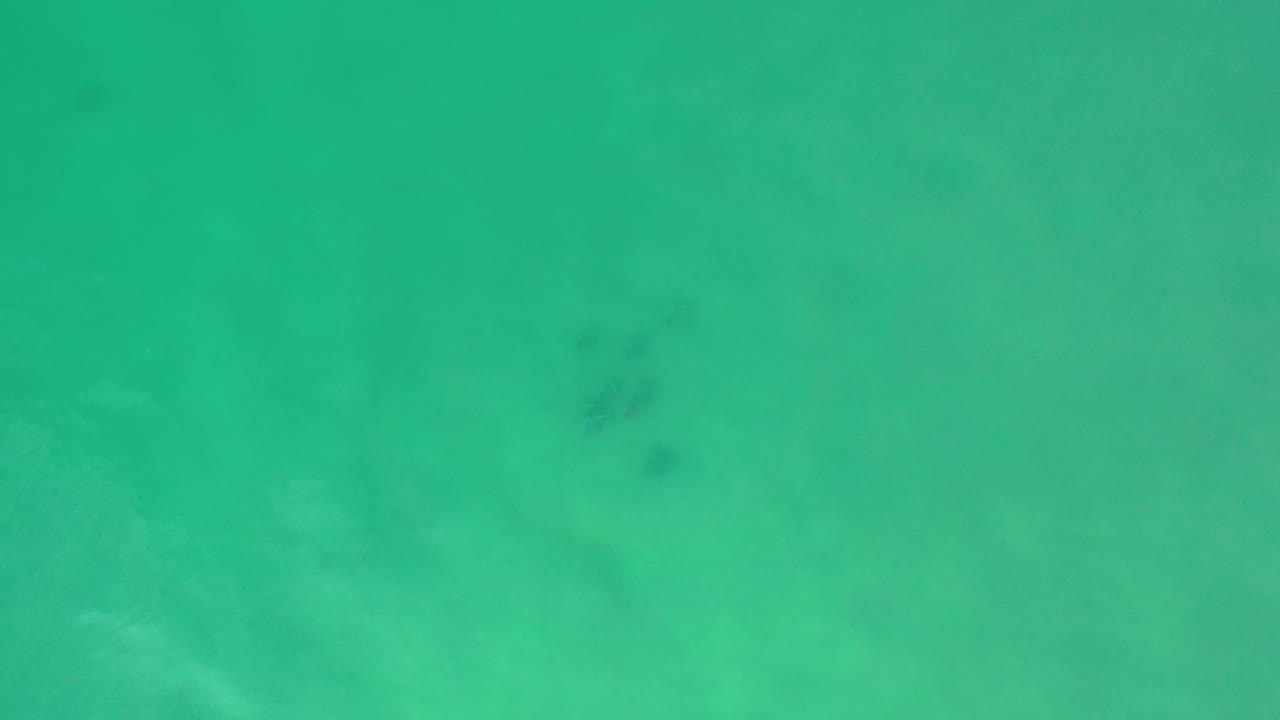 Green water-like field with small dark patches.