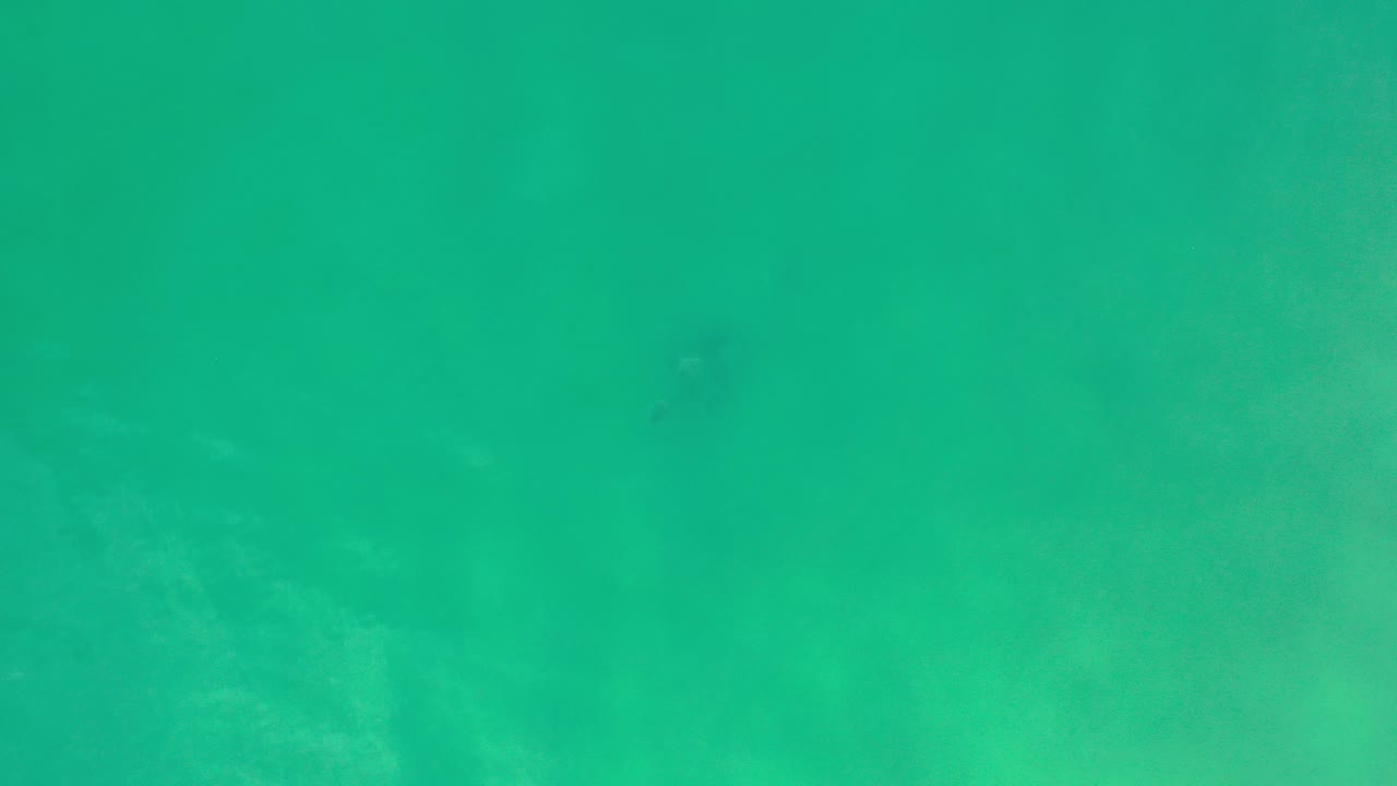 Opening frame of Los Cabos underwater footage showing green water, faint seabed texture, a few tiny fish specks, and no visible people.