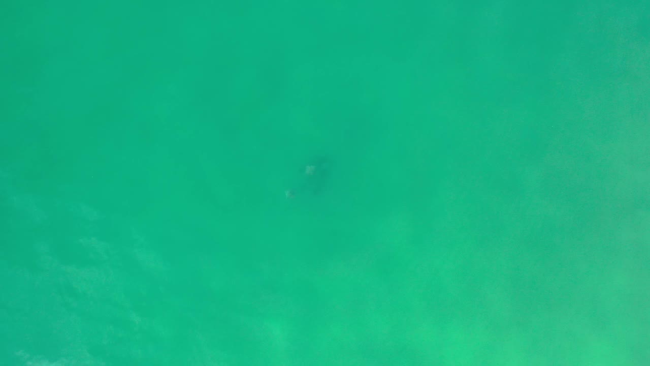 Underwater green field with a small pale fish speck near center right.