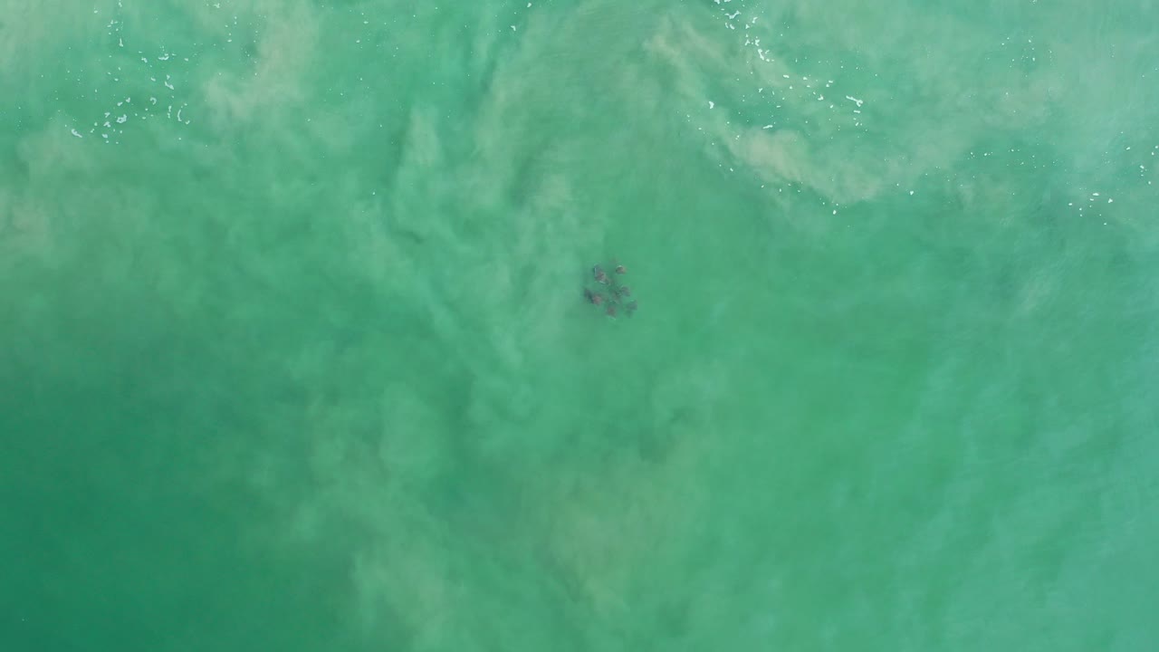 Small school of fish beneath green ocean water