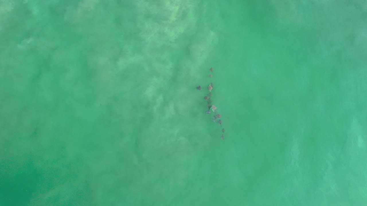 Overhead view in Los Cabos, Mexico, showing a small dark grouping of marine animals under green-blue water with pale surface texture and no visible people.