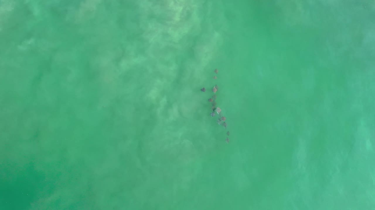 Aerial Los Cabos frame with the marine animal grouping slightly higher in the water field, surrounded by milky green-blue ripples and no visible people.