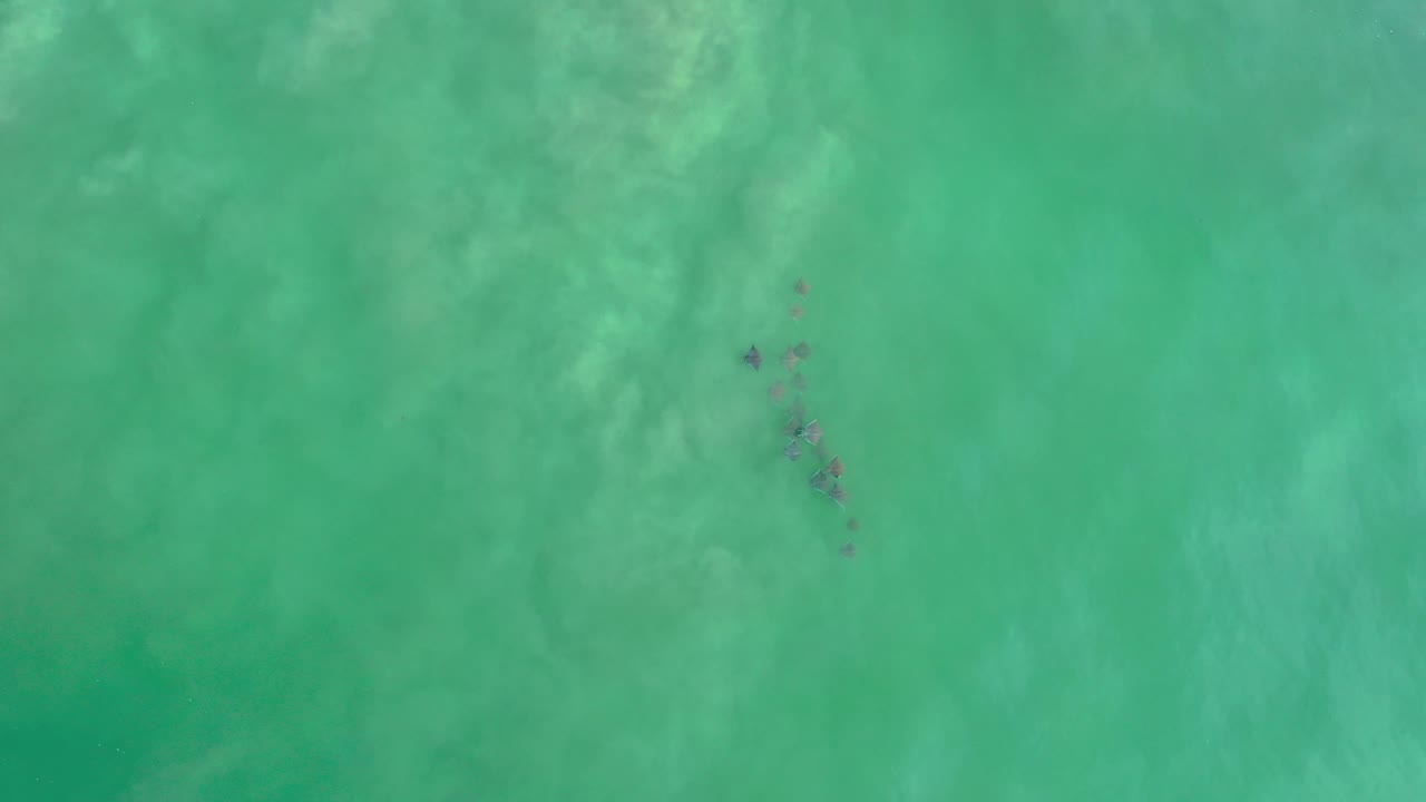Dark marine animals clustered under bright green-blue ocean water.
