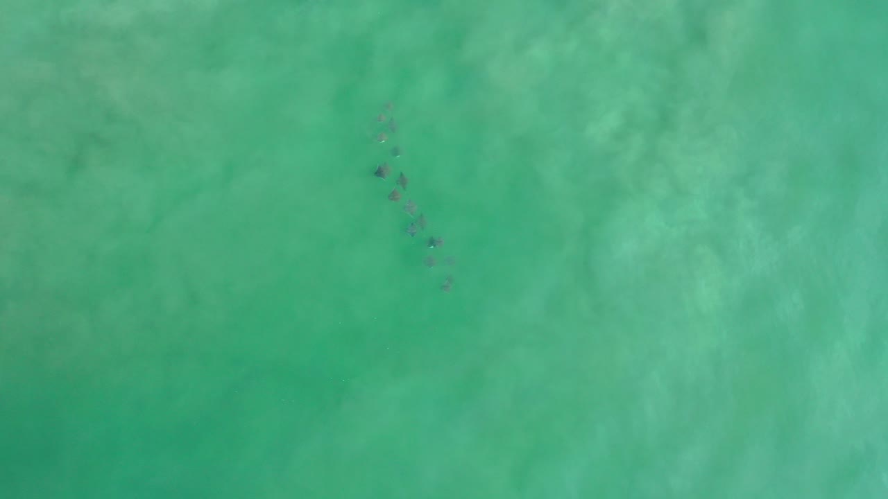 Opening overhead frame from Los Cabos, Mexico, showing a small dark dolphin pod in green-blue ocean water with no visible people.