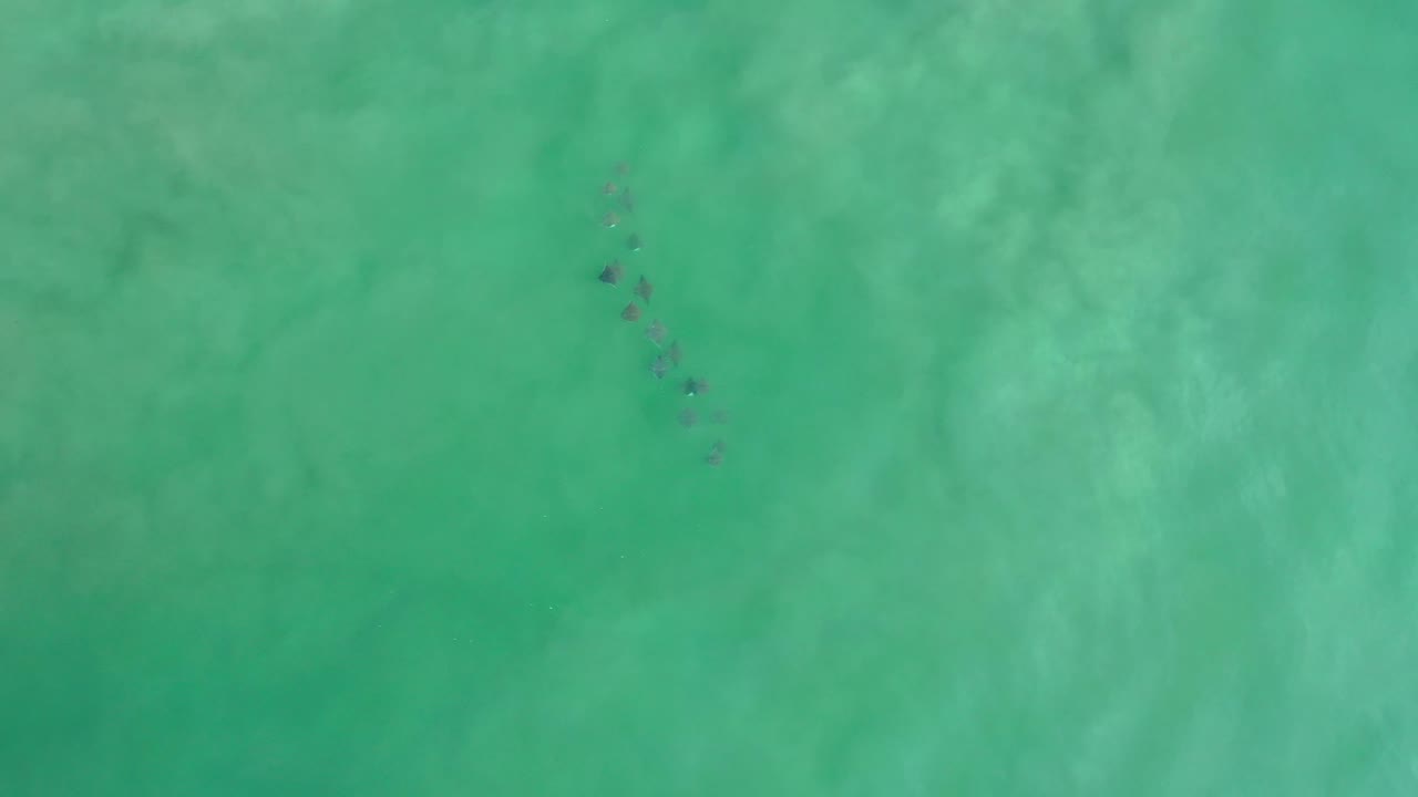 Overhead Los Cabos ocean frame with the dolphin pod slightly lower in the view, appearing as scattered dark marks in textured green water and no visible people.