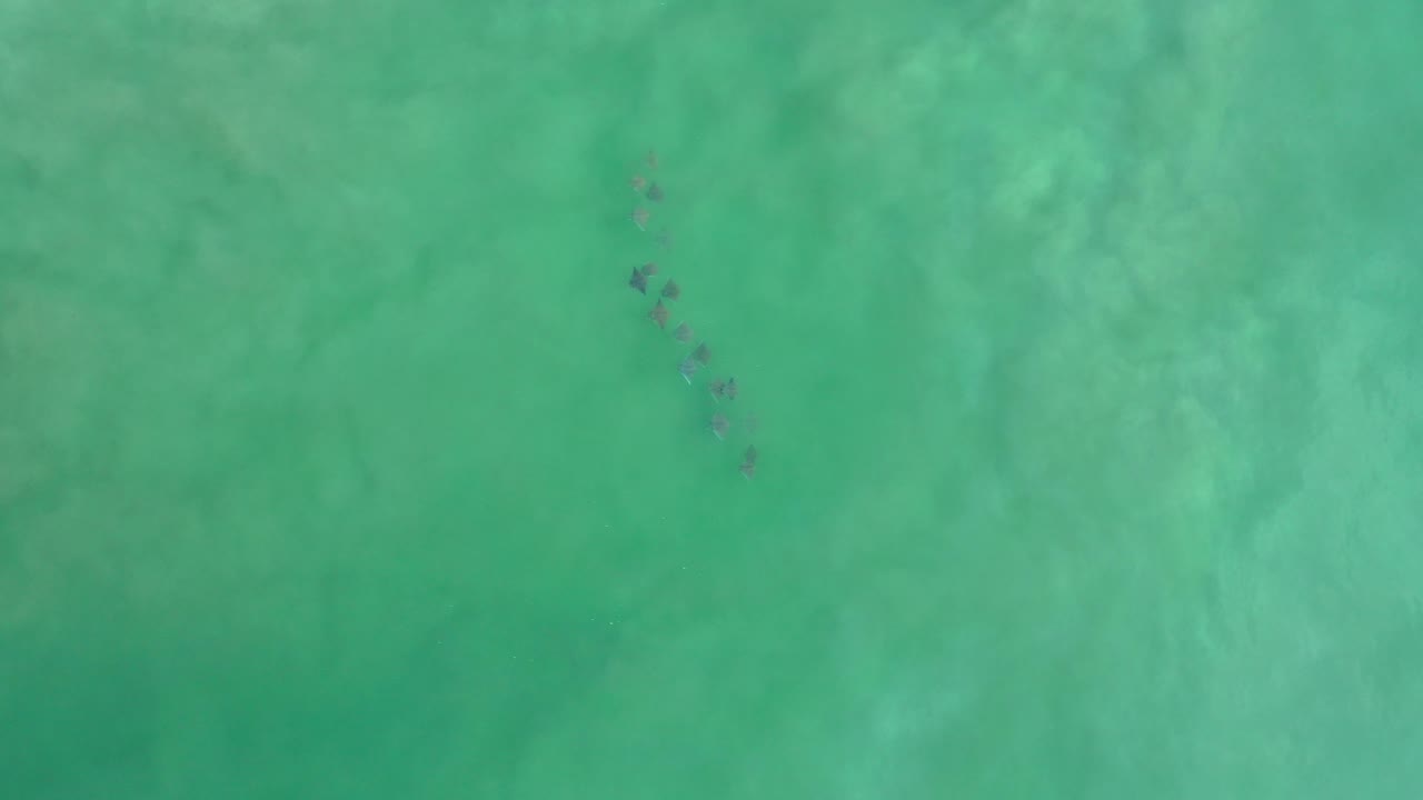 Small dolphin group in open turquoise water from above.
