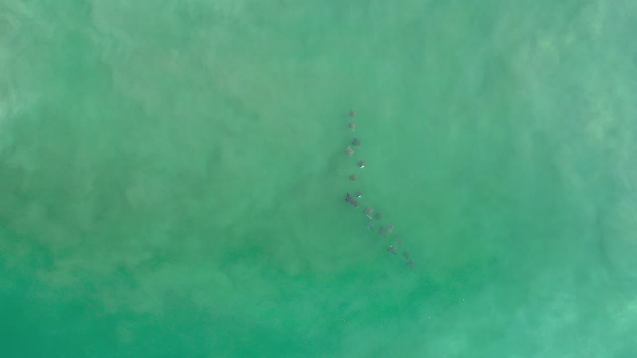 Small fish beneath turquoise water