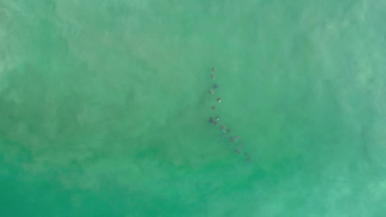 Small fish form a loose diagonal line below clear green Los Cabos water, with faint pale patches below and no visible people.