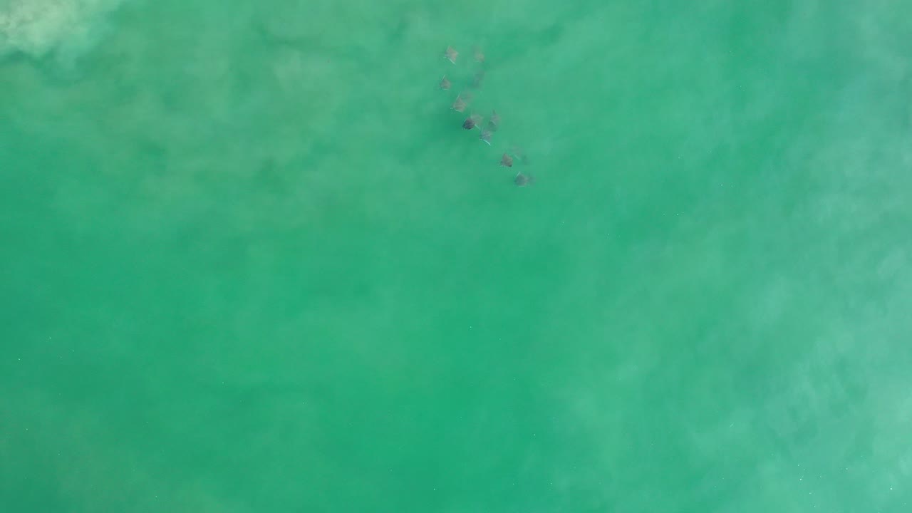 Overhead view in Los Cabos, Mexico, showing a small loose cluster of dark fish near the upper center of green sea water, with no visible people.