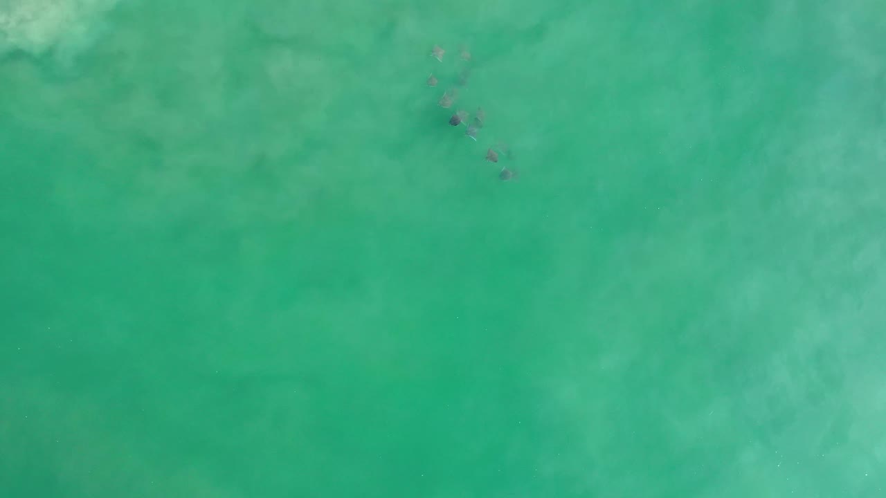 Aerial view over Los Cabos water with the fish cluster slightly lower in frame against soft pale green underwater texture, with no visible people.