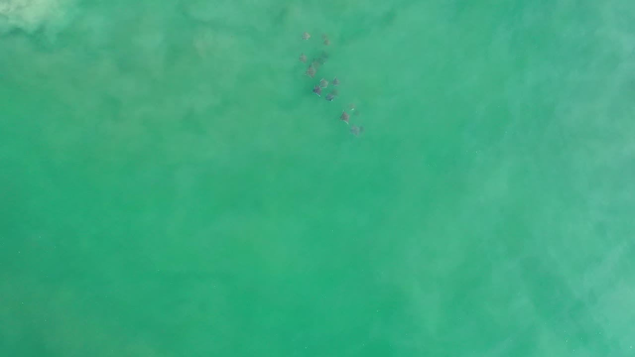 Fish cluster near the top of clear green sea.