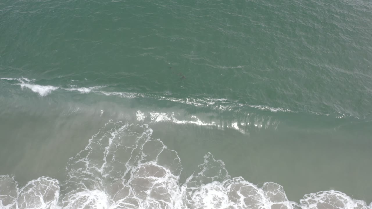 Small dark sea creatures appear beneath the green tidal water near foamy shoreline surf in Los Cabos, Mexico, with no visible people.
