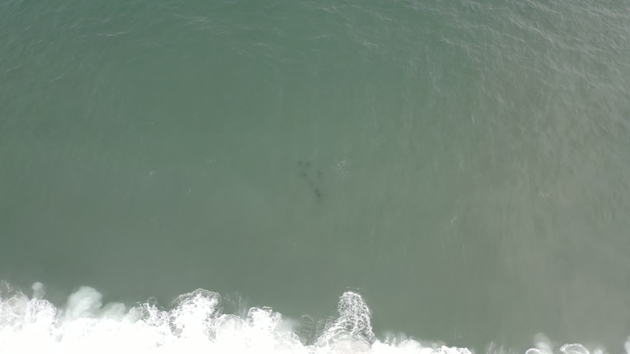 Aerial view of Los Cabos shoreline water with white foam curling along the lower frame and several dark shark silhouettes grouped beneath the surface, with no visible people.