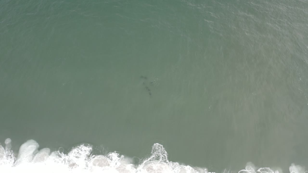 Top-down ocean frame with surf edge and sharks under green water