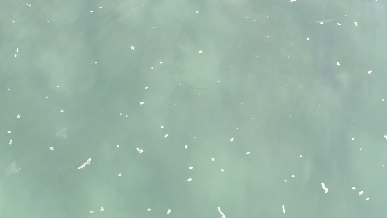 Overhead view of pale green shallow seawater in Los Cabos, Mexico, with small white foam flecks spread across the surface and no visible people.