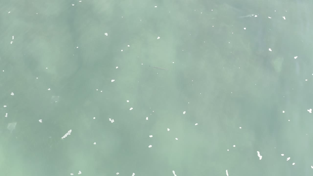 Shallow green water with small white foam marks across the frame.