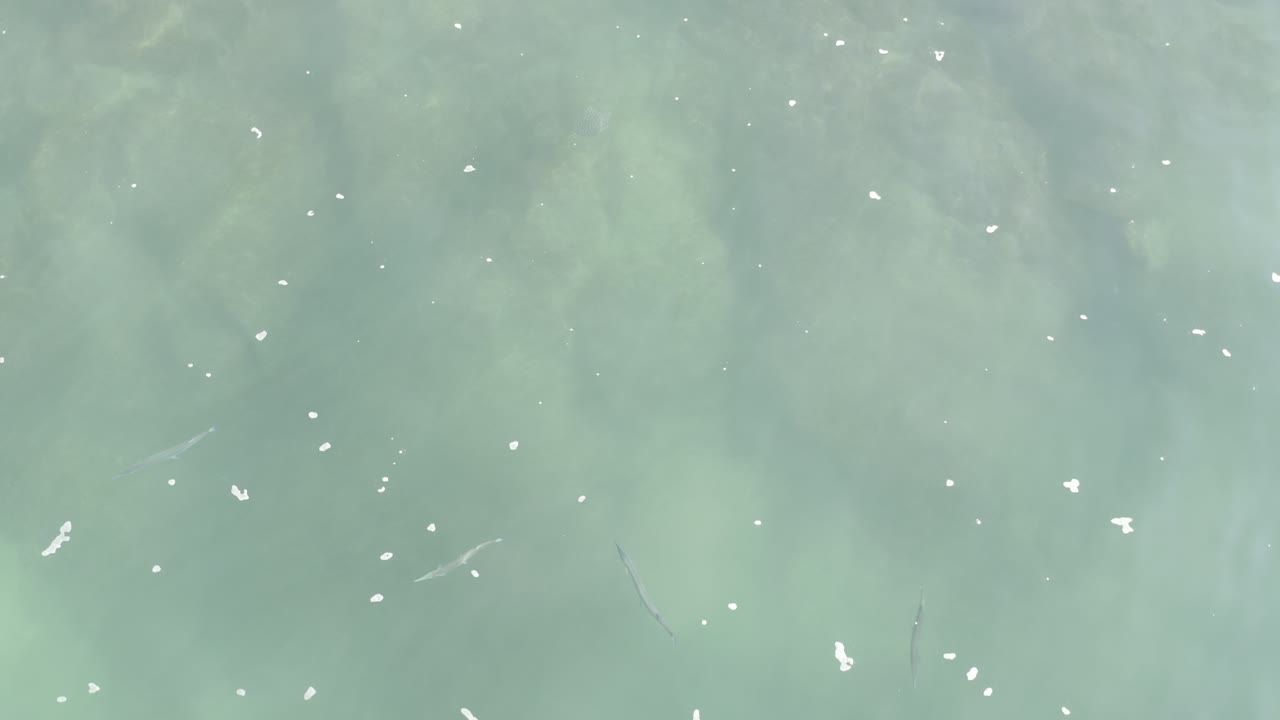 Blue-green sea surface with scattered foam and subtle underwater streaks.