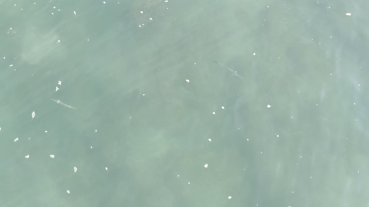 Overhead view of gray-green water in Los Cabos, Mexico with scattered white floating debris, faint submerged forms, and no visible people.