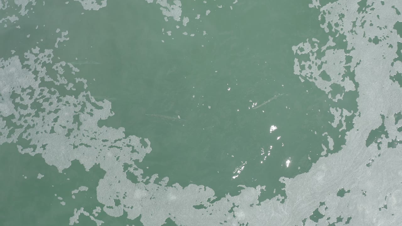 Overhead view in Los Cabos, Mexico, showing green water bordered by pale shallow texture, with no visible people.