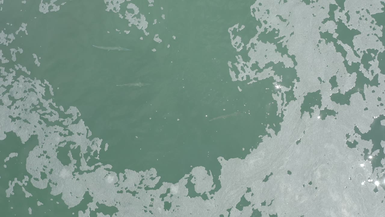Abstract sea foam shapes over green-blue water.