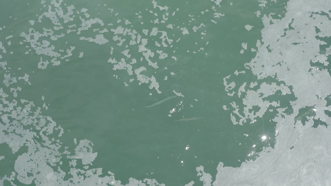 Los Cabos water fills the frame with clustered white surface patterns across green ripples and a few pinpoint sun glints, with no visible people.
