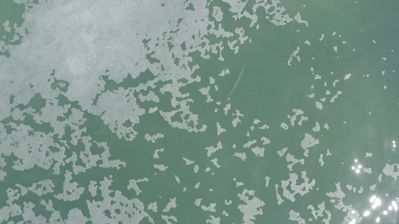 Overhead view of murky green pond water in Los Cabos, Mexico, with large pale scum patches near the top and scattered sun glints, no visible people.
