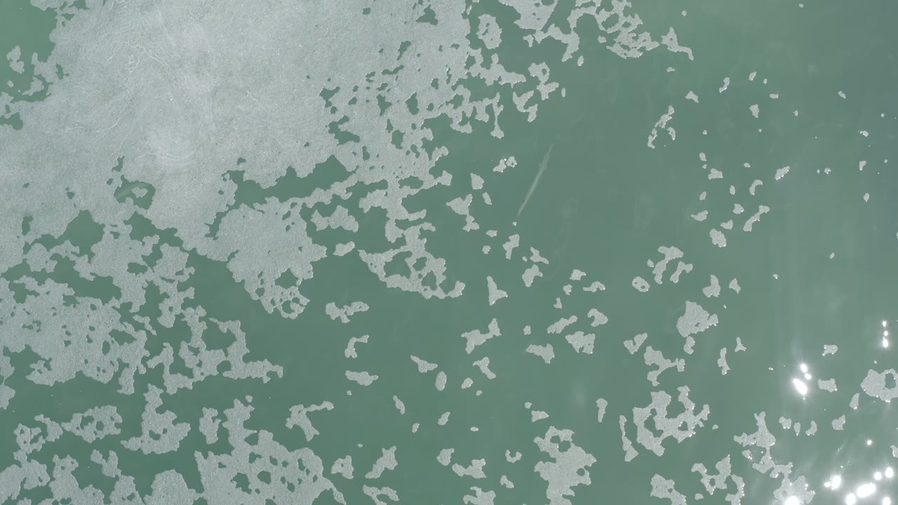 A second overhead frame shows gray-white scum spread across murky green water in Los Cabos, Mexico, with a small cluster of reflections low in the image and no visible people.