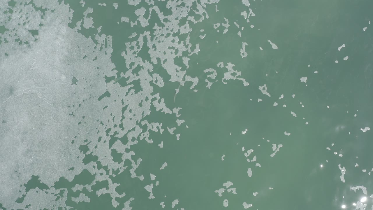 Overhead view of greenish water in Los Cabos, Mexico, with pale gray scum spreading across the upper and left areas and no visible people.
