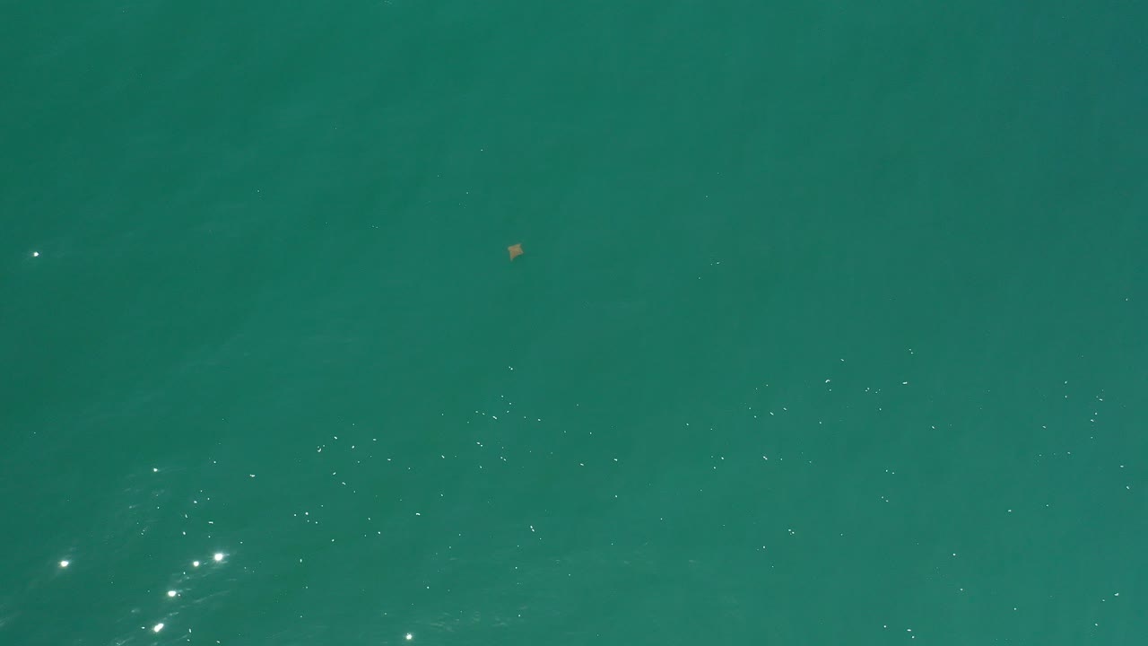Top-down view of turquoise water in Los Cabos, Mexico, with a faint dark underwater shape near the right side, small floating specks, and no visible people.