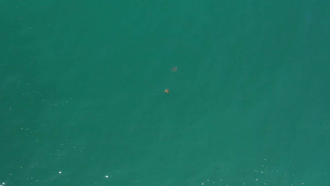 Overhead view of green water in Los Cabos, Mexico, with tiny fish near the upper frame, scattered sunlight reflections, and no visible people.